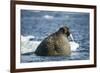 Walrus and Sea Ice in Hudson Bay, Nunavut, Canada-Paul Souders-Framed Photographic Print