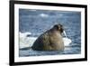 Walrus and Sea Ice in Hudson Bay, Nunavut, Canada-Paul Souders-Framed Photographic Print