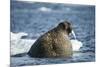 Walrus and Sea Ice in Hudson Bay, Nunavut, Canada-Paul Souders-Mounted Photographic Print