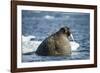 Walrus and Sea Ice in Hudson Bay, Nunavut, Canada-Paul Souders-Framed Photographic Print