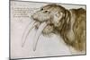 Walrus, around 1515. Pen and watercolour on paper, 20,9 x 30,9 cm.-Albrecht Dürer-Mounted Giclee Print