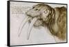 Walrus, around 1515. Pen and watercolour on paper, 20,9 x 30,9 cm.-Albrecht Dürer-Framed Stretched Canvas