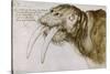 Walrus, around 1515. Pen and watercolour on paper, 20,9 x 30,9 cm.-Albrecht Dürer-Stretched Canvas