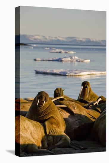 Walrus Colony Near Kapp Lee in Midnight Sun-Paul Souders-Stretched Canvas