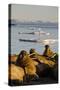 Walrus Colony Near Kapp Lee in Midnight Sun-Paul Souders-Stretched Canvas