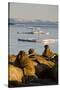 Walrus Colony Near Kapp Lee in Midnight Sun-Paul Souders-Stretched Canvas