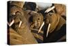 Walrus Colony Near Kapp Lee in Midnight Sun-Paul Souders-Stretched Canvas