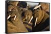 Walrus Colony Near Kapp Lee in Midnight Sun-Paul Souders-Framed Stretched Canvas