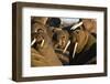 Walrus Colony Near Kapp Lee in Midnight Sun-Paul Souders-Framed Photographic Print