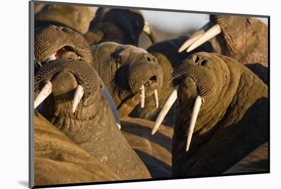 Walrus Colony Near Kapp Lee in Midnight Sun-Paul Souders-Mounted Photographic Print