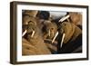 Walrus Colony Near Kapp Lee in Midnight Sun-Paul Souders-Framed Photographic Print