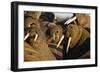 Walrus Colony Near Kapp Lee in Midnight Sun-Paul Souders-Framed Photographic Print