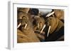 Walrus Colony Near Kapp Lee in Midnight Sun-Paul Souders-Framed Photographic Print