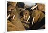 Walrus Colony Near Kapp Lee in Midnight Sun-Paul Souders-Framed Photographic Print