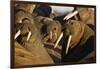 Walrus Colony Near Kapp Lee in Midnight Sun-Paul Souders-Framed Photographic Print