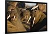 Walrus Colony Near Kapp Lee in Midnight Sun-Paul Souders-Framed Photographic Print