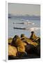 Walrus Colony Near Kapp Lee in Midnight Sun-Paul Souders-Framed Photographic Print