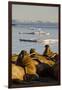 Walrus Colony Near Kapp Lee in Midnight Sun-Paul Souders-Framed Photographic Print