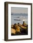 Walrus Colony Near Kapp Lee in Midnight Sun-Paul Souders-Framed Photographic Print