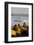 Walrus Colony Near Kapp Lee in Midnight Sun-Paul Souders-Framed Photographic Print