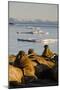 Walrus Colony Near Kapp Lee in Midnight Sun-Paul Souders-Mounted Photographic Print