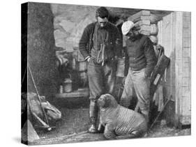 Walrus Cub, 1899-Frederick George Jackson-Stretched Canvas