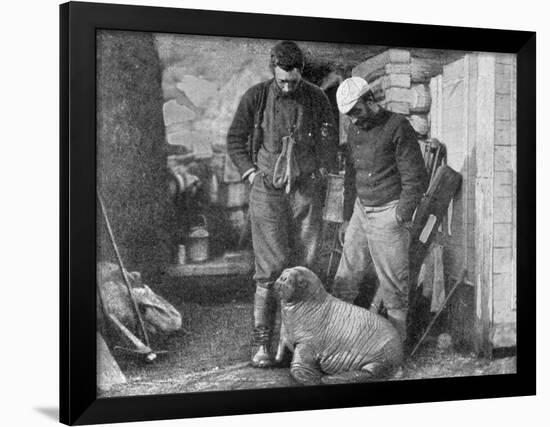 Walrus Cub, 1899-Frederick George Jackson-Framed Giclee Print