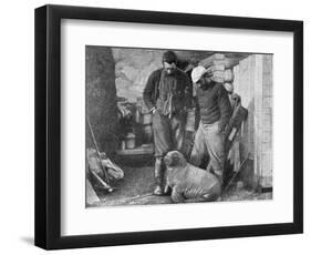 Walrus Cub, 1899-Frederick George Jackson-Framed Premium Giclee Print