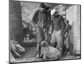 Walrus Cub, 1899-Frederick George Jackson-Mounted Premium Giclee Print