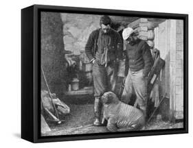Walrus Cub, 1899-Frederick George Jackson-Framed Stretched Canvas