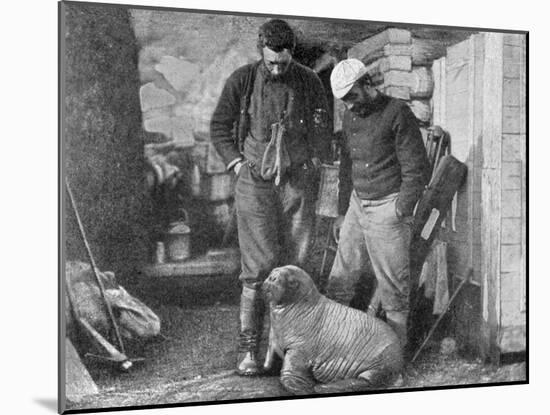 Walrus Cub, 1899-Frederick George Jackson-Mounted Giclee Print
