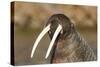Walrus Displays Tusks along Hudson Bay, Nunavut, Canada-Paul Souders-Stretched Canvas