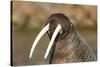 Walrus Displays Tusks along Hudson Bay, Nunavut, Canada-Paul Souders-Stretched Canvas