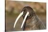 Walrus Displays Tusks along Hudson Bay, Nunavut, Canada-Paul Souders-Stretched Canvas