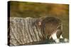 Walrus Displays Tusks along Hudson Bay, Nunavut, Canada-Paul Souders-Stretched Canvas