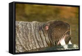 Walrus Displays Tusks along Hudson Bay, Nunavut, Canada-Paul Souders-Framed Stretched Canvas