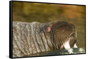 Walrus Displays Tusks along Hudson Bay, Nunavut, Canada-Paul Souders-Framed Stretched Canvas