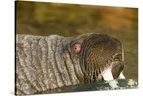 Walrus Displays Tusks along Hudson Bay, Nunavut, Canada-Paul Souders-Stretched Canvas