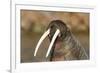 Walrus Displays Tusks along Hudson Bay, Nunavut, Canada-Paul Souders-Framed Photographic Print