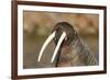 Walrus Displays Tusks along Hudson Bay, Nunavut, Canada-Paul Souders-Framed Photographic Print