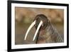 Walrus Displays Tusks along Hudson Bay, Nunavut, Canada-Paul Souders-Framed Photographic Print