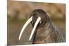 Walrus Displays Tusks along Hudson Bay, Nunavut, Canada-Paul Souders-Mounted Photographic Print