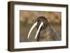 Walrus Displays Tusks along Hudson Bay, Nunavut, Canada-Paul Souders-Framed Photographic Print