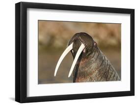 Walrus Displays Tusks along Hudson Bay, Nunavut, Canada-Paul Souders-Framed Photographic Print