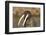 Walrus Displays Tusks along Hudson Bay, Nunavut, Canada-Paul Souders-Framed Photographic Print