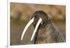 Walrus Displays Tusks along Hudson Bay, Nunavut, Canada-Paul Souders-Framed Photographic Print