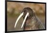 Walrus Displays Tusks along Hudson Bay, Nunavut, Canada-Paul Souders-Framed Photographic Print