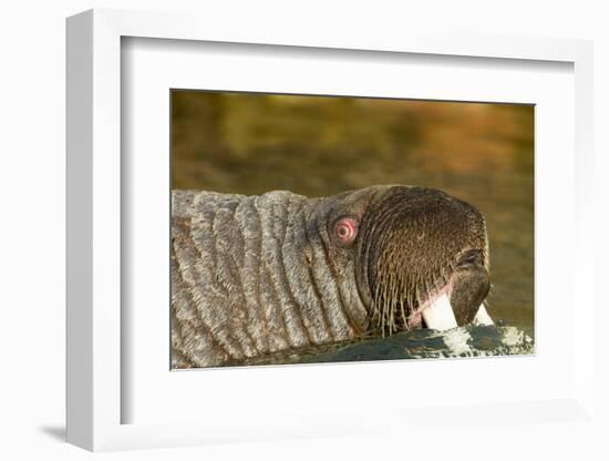 Walrus Displays Tusks along Hudson Bay, Nunavut, Canada-Paul Souders-Framed Photographic Print