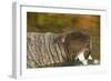 Walrus Displays Tusks along Hudson Bay, Nunavut, Canada-Paul Souders-Framed Photographic Print