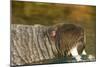 Walrus Displays Tusks along Hudson Bay, Nunavut, Canada-Paul Souders-Mounted Photographic Print